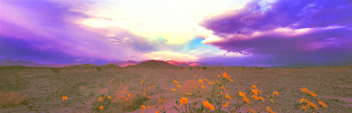 Fine Art Panoramic Landscape Photography Golden Buttercups Blowing in the Breeze, Death Valley